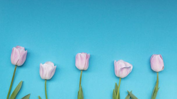 Růžové tulipány leží v řadě na modrém pozadí - Fotografie, Obrázek