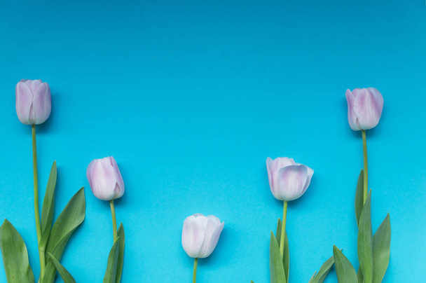 vaaleanpunainen tulppaanit rytmisesti järjestetty sinisellä pohjalla
 - Valokuva, kuva