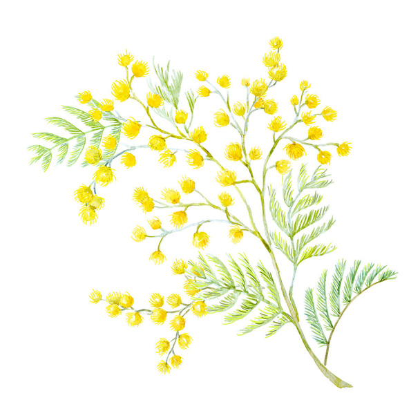 Watercolor mimosa flowers - Фото, изображение