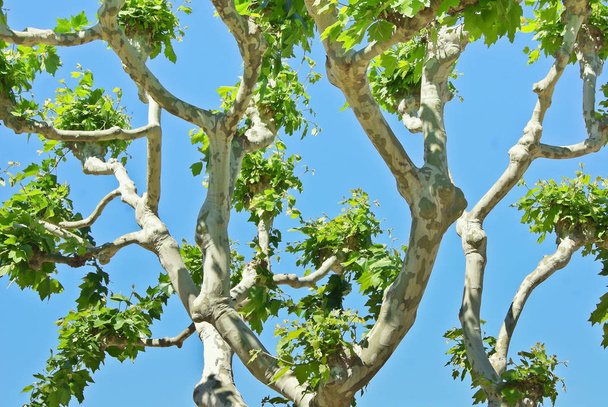 Fundo-com-ramos-fortes-de-platões-com-primavera-folhagem-em-Cannes-bulevar-Croisettes
 - Foto, Imagem