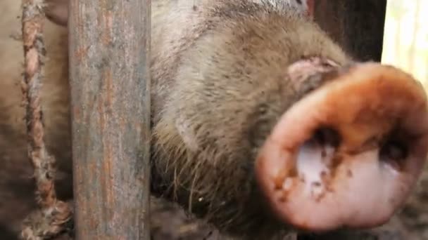 The snouts of a couple of pigs - Footage, Video