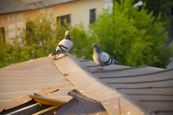 Два голубя на крыше
 - Фото, изображение