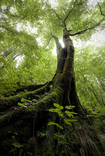 Albero con muschio in una foresta verde
 - Foto, immagini