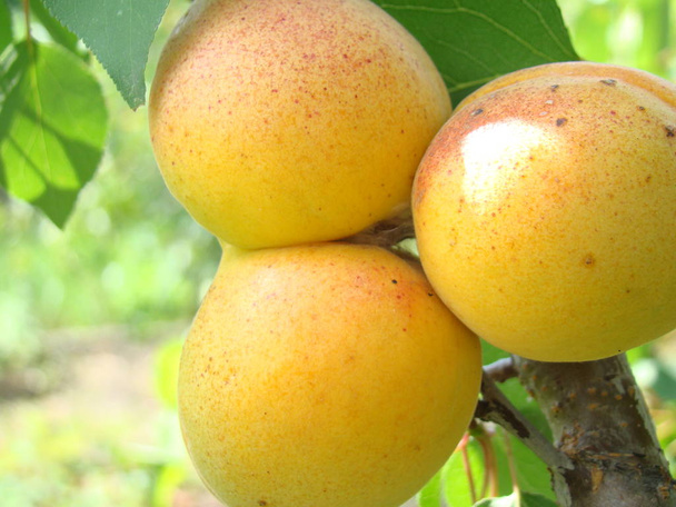 zralé meruňky plody na stromě - Fotografie, Obrázek