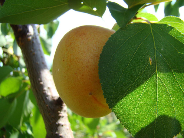 érett sárgabarack gyümölcs a fán - Fotó, kép