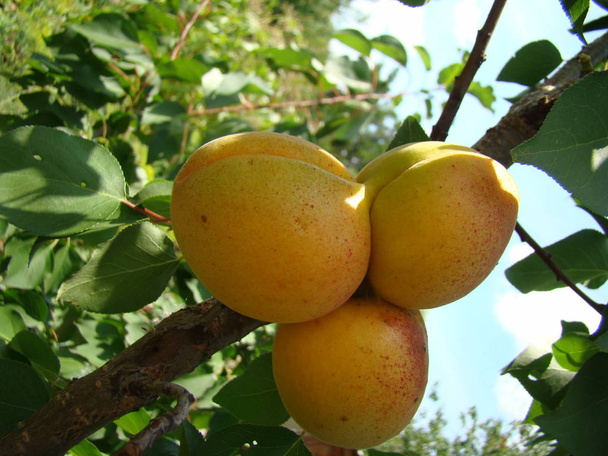 fruto de damasco maduro na árvore
 - Foto, Imagem