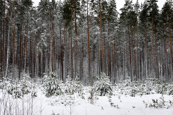snowy winter forest in mist - Zdjęcie, obraz