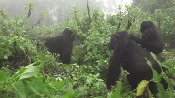 Baby mountain gorilla over mom in Rwanda - Footage, Video