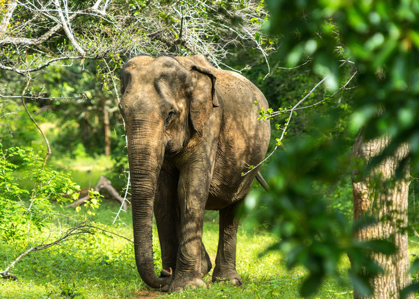 Asian young Elephant, nature background. Yala, Sri Lanka - Fotoğraf, Görsel