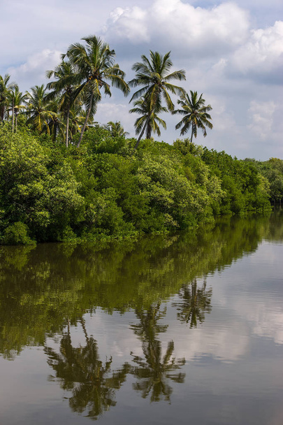 Floresta tropical de palmeiras na margem do rio. Bilhetes tropicais mangro
 - Foto, Imagem