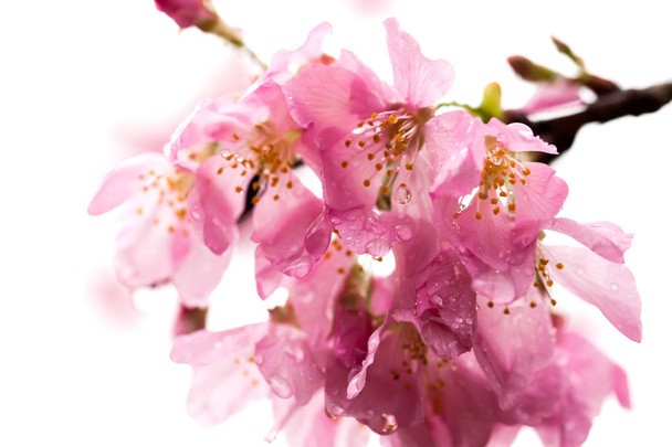 kwiat różowy sakura - Zdjęcie, obraz