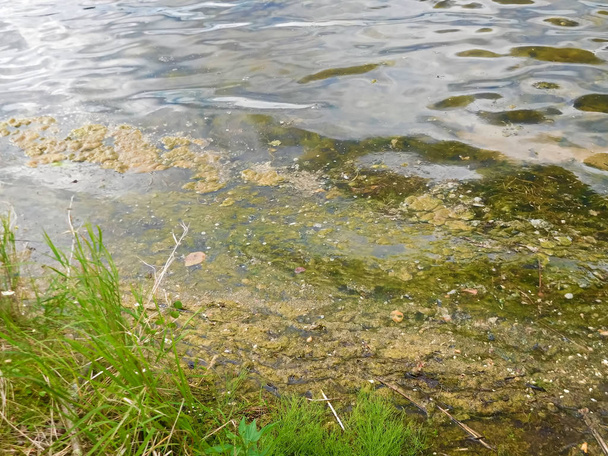 Floração de algas sendo soprada na costa
 - Foto, Imagem