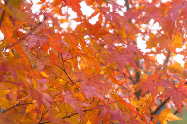 Árbol de arce deja escena otoño otoño, paisaje otoño
 - Foto, Imagen