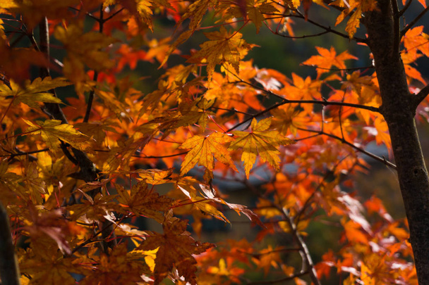 Maple tree listy podzim podzim scénu, podzimní krajina - Fotografie, Obrázek