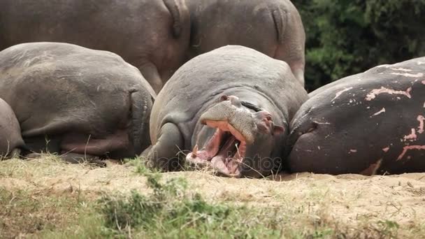 Hipopótamo cierra boca en cámara lenta
 - Metraje, vídeo