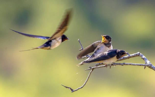 Barn swallow feeding juveniles - Zdjęcie, obraz