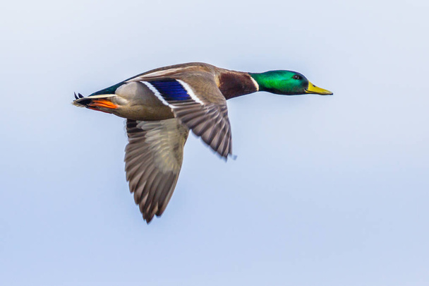Flying male Mallard duck - Photo, Image