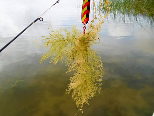 Chasser les poissons et attraper les mauvaises herbes
 - Photo, image