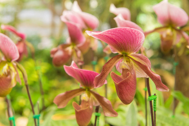 bunte Frauenschuh-Orchidee im schönen Garten (paphioped - Foto, Bild