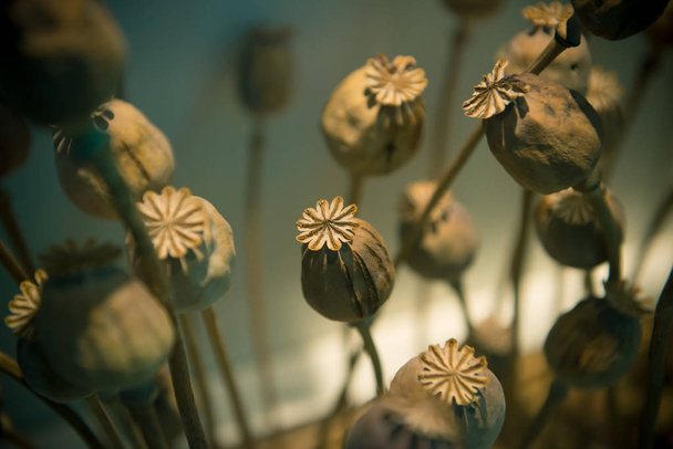 Tête de pavot opium, Plantes médicinales ou médicinales
 - Photo, image