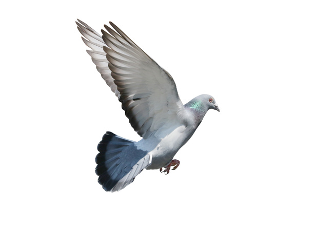 Fliegen mitten in der Luft der Taube Vogel isoliert weißen Hintergrund - Foto, Bild