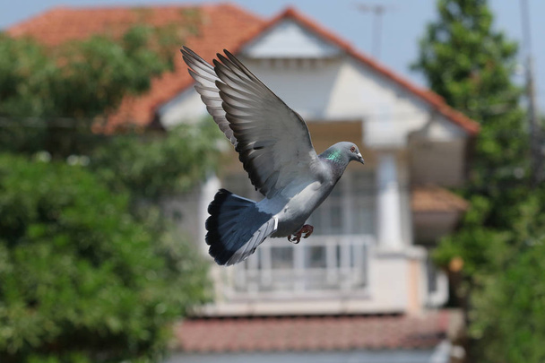 полет в воздухе голубя птицы против зеленой среды
 - Фото, изображение
