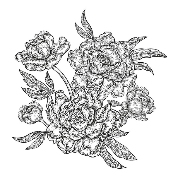 Ręcznie rysowane wiosenne kwiaty piwonii i liści na białym tle. Ilustracja wektorowa w stylu grawerowane - Wektor, obraz