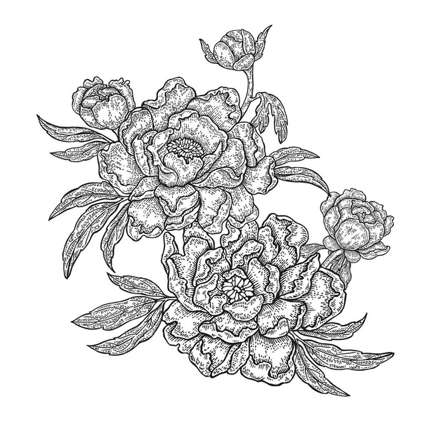 Flores de peônia de primavera desenhadas à mão e folhas isoladas em fundo branco. Ilustração vetorial em estilo gravado
 - Vetor, Imagem