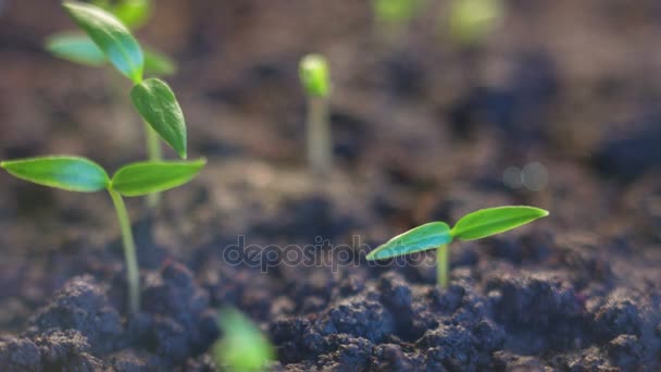 Growing Plants Time Lapse With Animated Green Sunrise - Séquence, vidéo