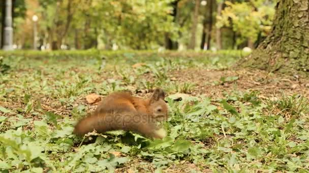 Squirrel finds the Nuts in the Park - Footage, Video