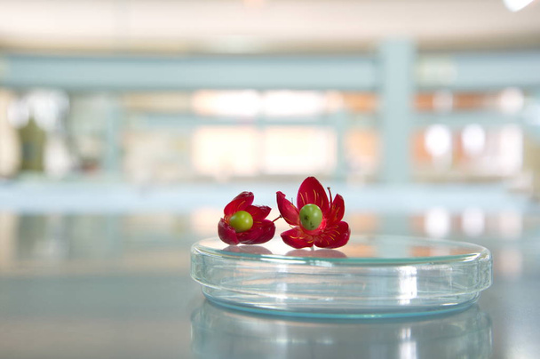 два красных цветка на чашке Петри в научной лаборатории
 - Фото, изображение
