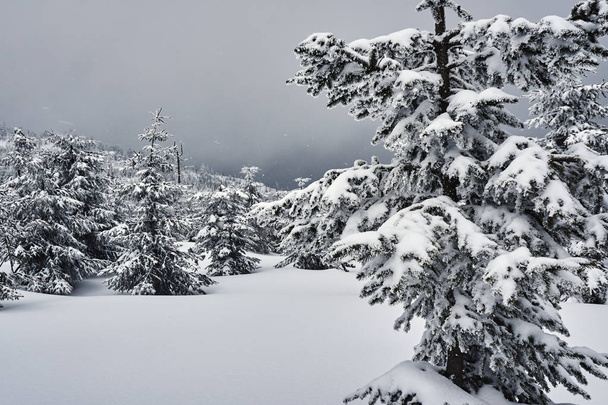 Snow-covered trees in the Jizera Mountains - Фото, зображення