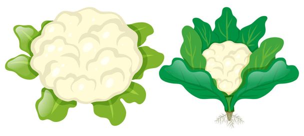 Головки цвітної капусти з листям
 - Вектор, зображення
