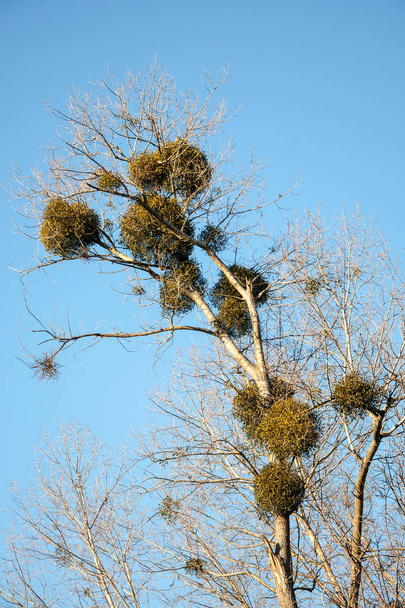 Jemioła (Viscum album) na drzewach topoli jesienią - Zdjęcie, obraz