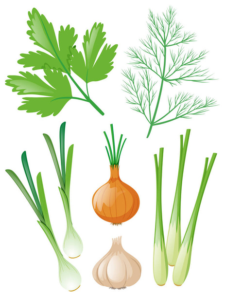 Different types of vegetables on white - Vector, Image