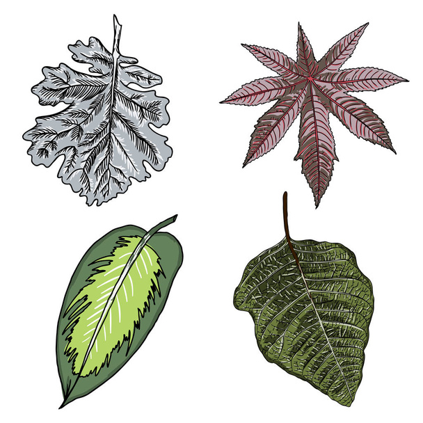 Vintage botanical illustration of leaves - Vecteur, image