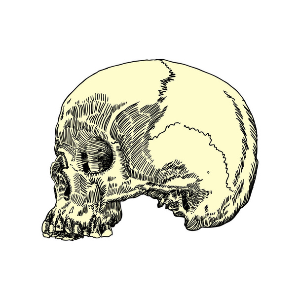 Anatomic skull sketch - Διάνυσμα, εικόνα