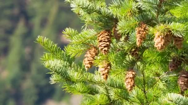 Pine branches with cones, waving at low wind on a clear day. - Video