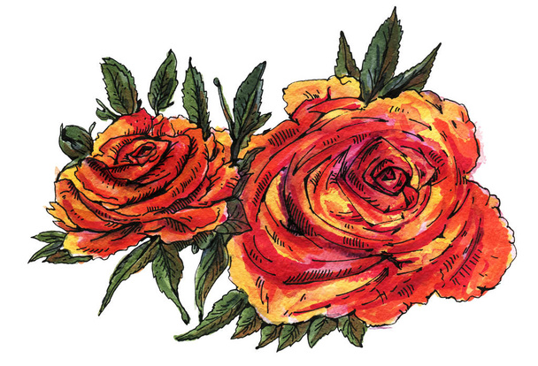 Watercolor rose flowers - Foto, Imagem