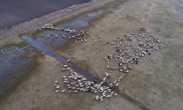 Вівці на полі стріляють з повітря
 - Фото, зображення