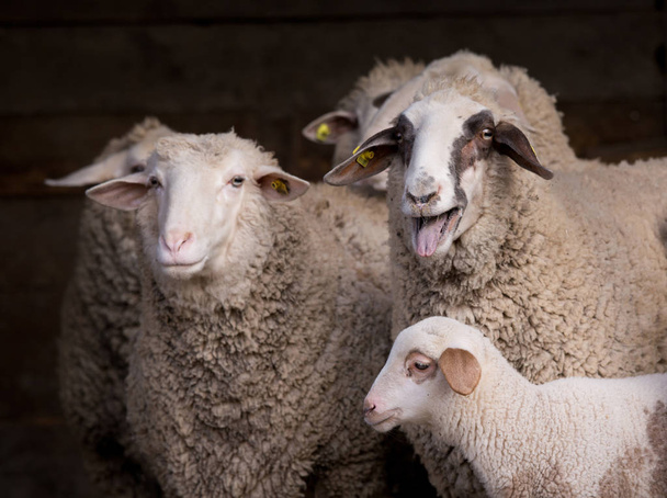 Ahırda koyun sürüsü - Fotoğraf, Görsel