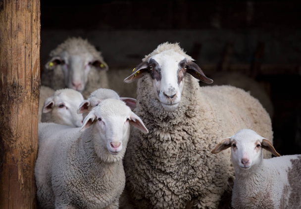 Troupeau de moutons dans la grange
 - Photo, image
