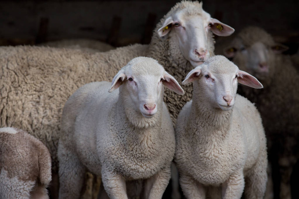 Cordeiros e ovelhas no celeiro
 - Foto, Imagem