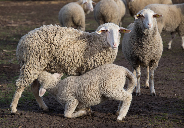Ягненок сосущий овец
 - Фото, изображение