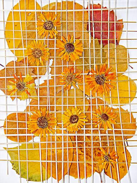 Ahornblätter Chrysanthemenblüten unter dem Strohölrost  - Foto, Bild