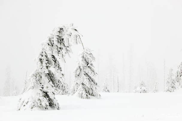 Sisli gün kış manzarası - Fotoğraf, Görsel
