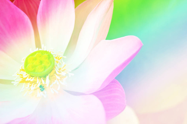 Flor de loto pistilo
  - Foto, Imagen