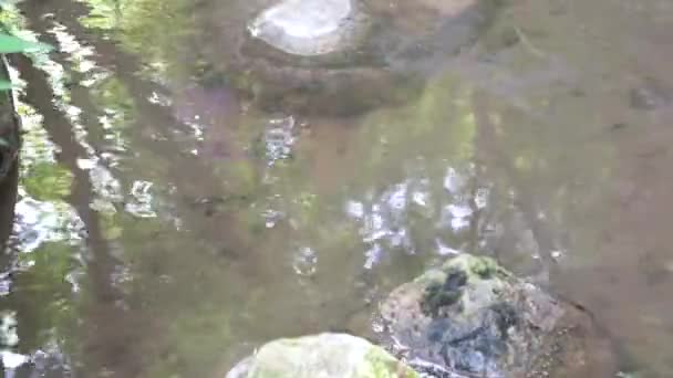 Woda w rzece i duże skały, odzwierciedlają drzew i liści na powierzchni. - Materiał filmowy, wideo