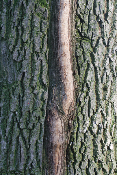 tronc d'arbre moussue
 - Photo, image