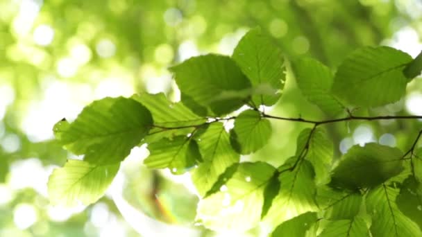 Panoráma-erdő. Fákat, szép zöld levelekkel. - Felvétel, videó